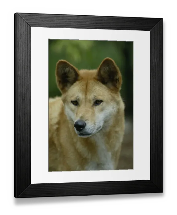 Framed Print : Dingo (Canis familiaris dingo) Portrait - Australia Framed Print : Dingo (Canis familiaris dingo) Portrait - Australia