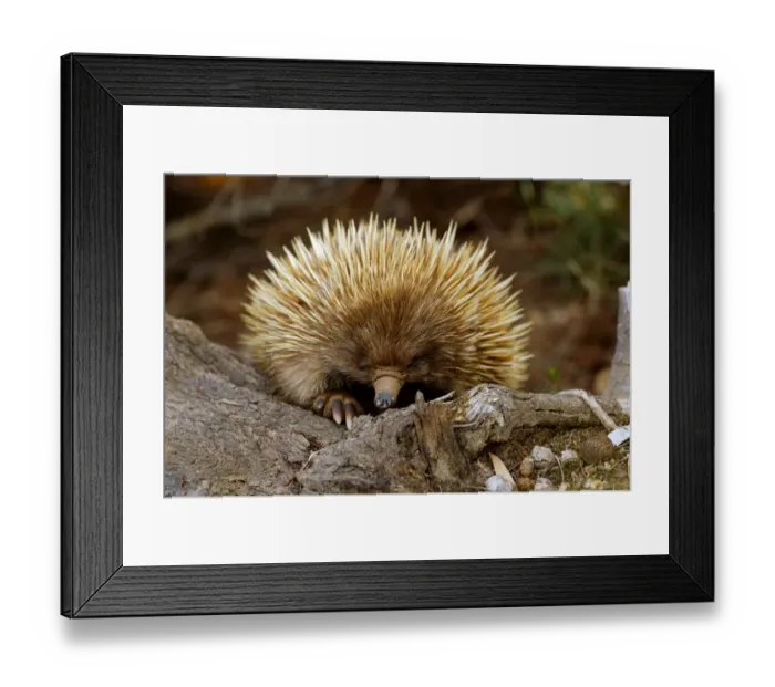 Framed Print : Short-nosed Echidna (Tachyglossus aculeatus) adult, clambering over tree stump, in dry heathland, Kangaroo Island, South Australia Framed Print : Short-nosed Echidna (Tachyglossus aculeatus) adult, clambering over tree stump, in dry heathland, Kangaroo Island, South Australia