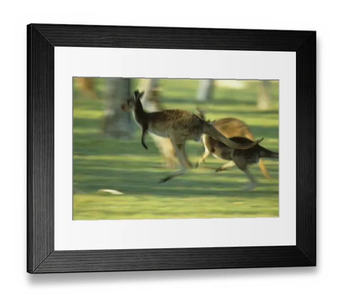 Framed Print : Western Grey Kangaroo (Macropus fuliginosus) Running