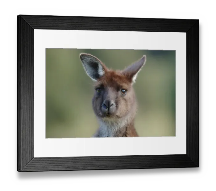 Framed Print : Western Grey Kangaroo (Macropus fuliginosus) adult, close-up of head, Flinders Chase N. P. Kangaroo Island, South Australia Framed Print : Western Grey Kangaroo (Macropus fuliginosus) adult, close-up of head, Flinders Chase N. P. Kangaroo Island, South Australia