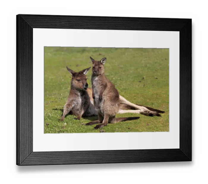 Framed Print : Kangaroo Island Kangaroo (Macropus fuliginosus fuliginosus) adult female with young, resting on short grass, Kangaroo Island, South Australia, Australia Framed Print : Kangaroo Island Kangaroo (Macropus fuliginosus fuliginosus) adult female with young, resting on short grass, Kangaroo Island, South Australia, Australia
