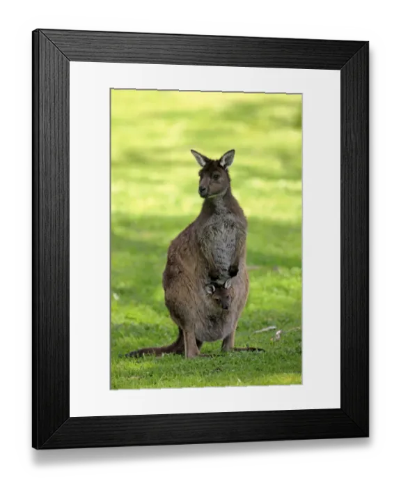 Framed Print : Kangaroo Island Kangaroo (Macropus fuliginosus fuliginosus) adult female with young in pouch, Kangaroo Island, South Australia, Australia Framed Print : Kangaroo Island Kangaroo (Macropus fuliginosus fuliginosus) adult female with young in pouch, Kangaroo Island, South Australia, Australia