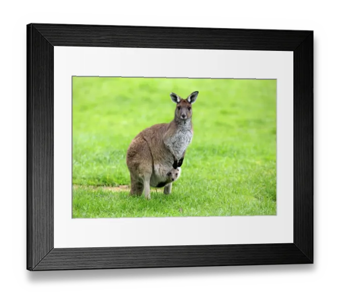 Framed Print : Western Grey Kangaroo (Macropus fuliginosus) adult female with young in pouch, Cleland Wildlife Park, South Australia, Australia Framed Print : Western Grey Kangaroo (Macropus fuliginosus) adult female with young in pouch, Cleland Wildlife Park, South Australia, Australia