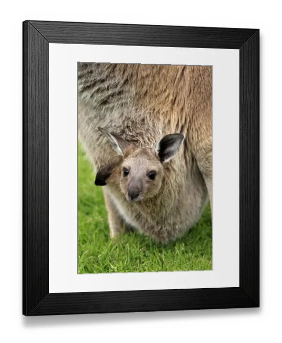Framed Print : Western Grey Kangaroo (Macropus fuliginosus) adult female with young in pouch, Cleland Wildlife Park, South Australia, Australia Framed Print : Western Grey Kangaroo (Macropus fuliginosus) adult female with young in pouch, Cleland Wildlife Park, South Australia, Australia