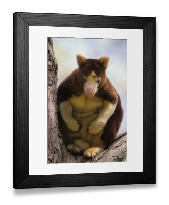 Framed Print : Matschie's Tree Kangaroo (Dendrolagus matshiei) Close-up - Sitting in tree Framed Print : Matschie's Tree Kangaroo (Dendrolagus matshiei) Close-up - Sitting in tree