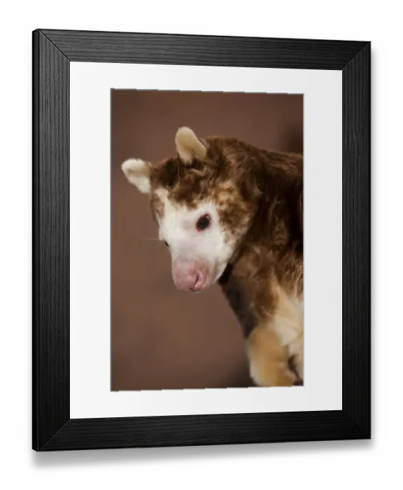 Framed Print : Matschie's Tree-kangaroo (Dendrolagus matschiei) adult, close-up of head (captive)