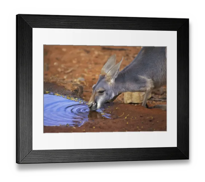 Framed Print : RedKangaroo (Mactopus rufus) Female drinking Framed Print : RedKangaroo (Mactopus rufus) Female drinking