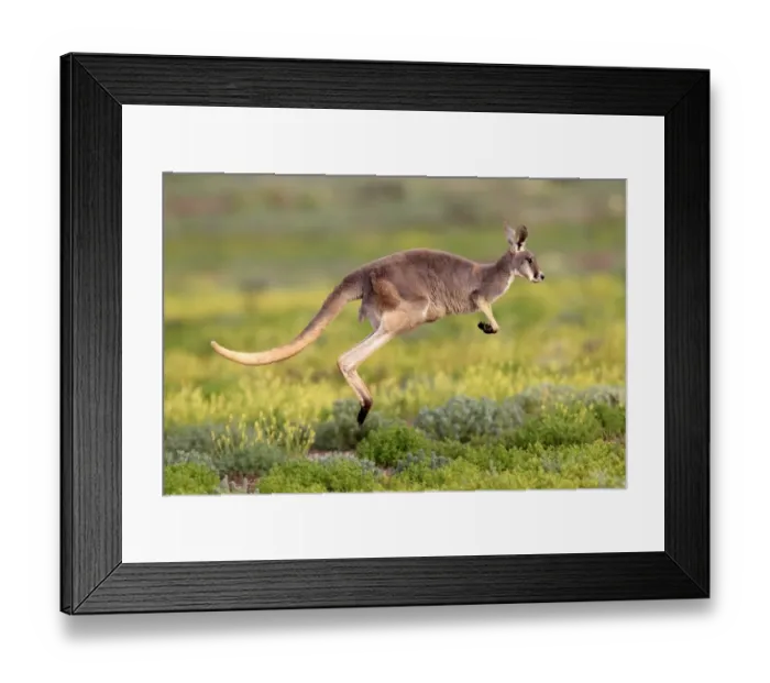 Framed Print : Red Kangaroo (Macropus rufus) adult, jumping over low vegetation, Sturt N. P. New South Wales, Australia Framed Print : Red Kangaroo (Macropus rufus) adult, jumping over low vegetation, Sturt N. P. New South Wales, Australia