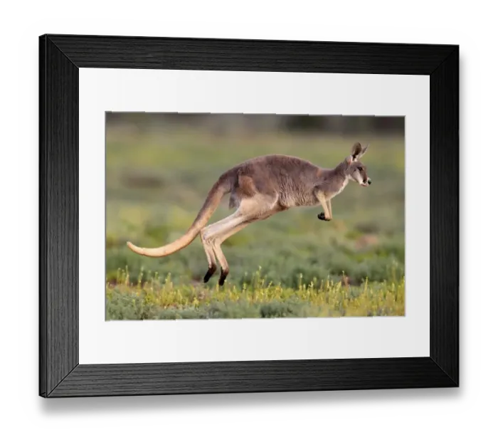 Framed Print : Red Kangaroo (Macropus rufus) adult, jumping over low vegetation, Sturt N. P. New South Wales, Australia Framed Print : Red Kangaroo (Macropus rufus) adult, jumping over low vegetation, Sturt N. P. New South Wales, Australia