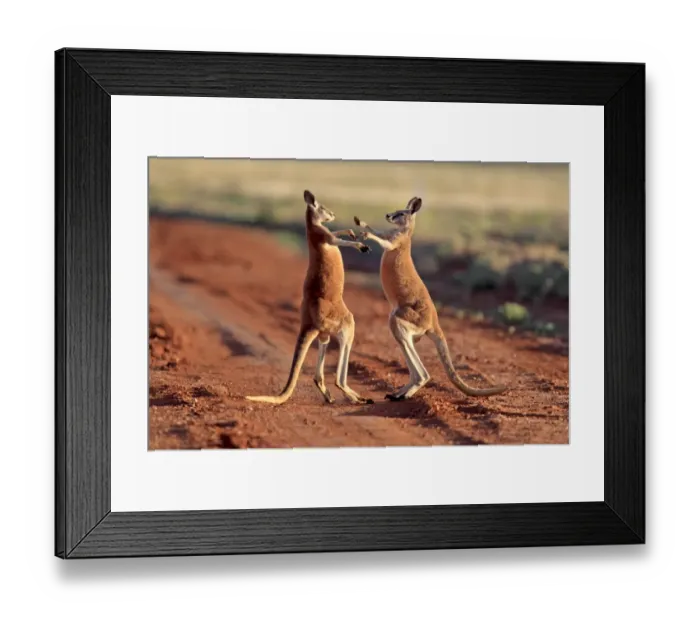 Framed Print : Red Kangaroo (Macropus rufus) two adult males, fighting on dirt track, Sturt N. P. New South Wales, Australia Framed Print : Red Kangaroo (Macropus rufus) two adult males, fighting on dirt track, Sturt N. P. New South Wales, Australia
