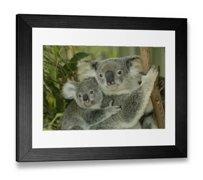 Framed Print : Koala Phascolarctos cinereus Phascolarctos cinereus young riding on back Framed Print : Koala Phascolarctos cinereus Phascolarctos cinereus young riding on back