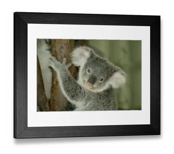 Framed Print : Koala Phascolarctos cinereus Phascolarctos cinereus baby portrait Framed Print : Koala Phascolarctos cinereus Phascolarctos cinereus baby portrait
