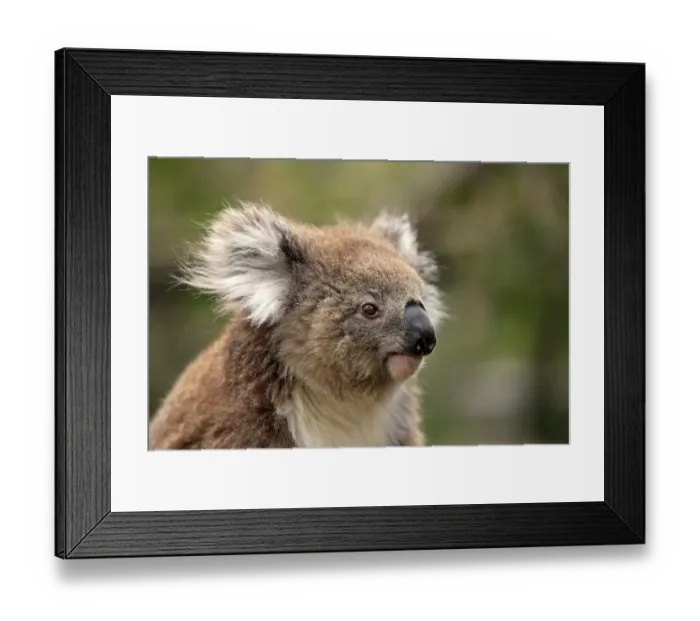 Framed Print : Koala (Phascolarctos cinereus) adult, close-up of head, Australia