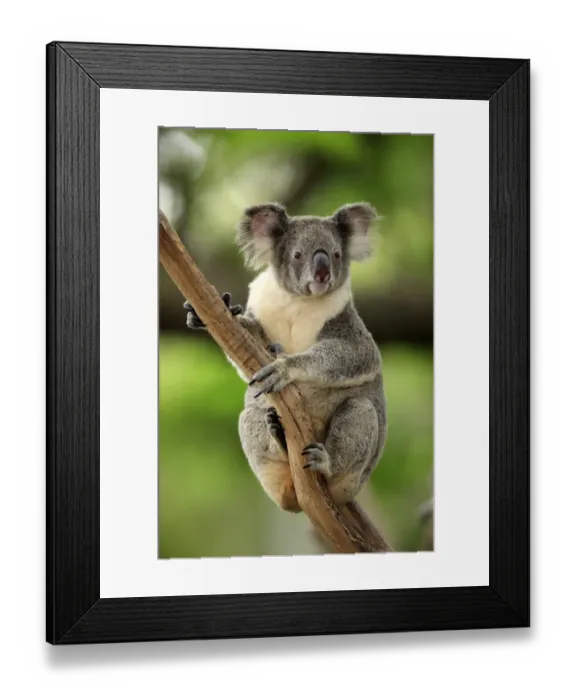 Framed Print : Koala (Phascolarctos cinereus) adult, clinging to branch, Australia Framed Print : Koala (Phascolarctos cinereus) adult, clinging to branch, Australia