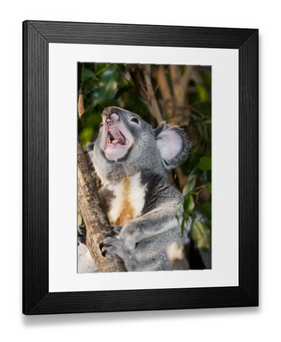 Framed Print : Koala (Phascolarctos cinereus) adult male, yawning, Australia Framed Print : Koala (Phascolarctos cinereus) adult male, yawning, Australia