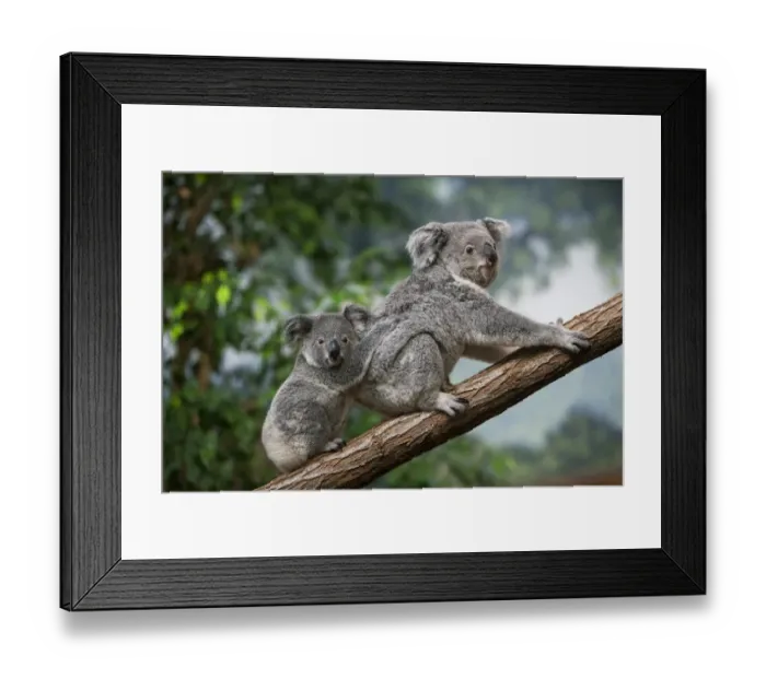 Framed Print : Koala (Phascolarctos cinereus) adult female with young, sitting on branch (captive) Framed Print : Koala (Phascolarctos cinereus) adult female with young, sitting on branch (captive)