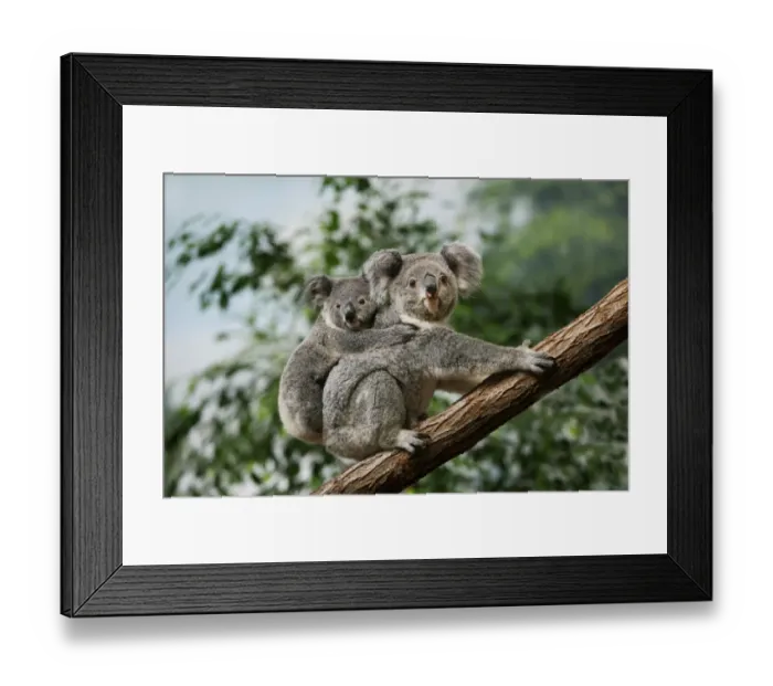 Framed Print : Koala (Phascolarctos cinereus) adult female with young on back, sitting on branch (captive) Framed Print : Koala (Phascolarctos cinereus) adult female with young on back, sitting on branch (captive)