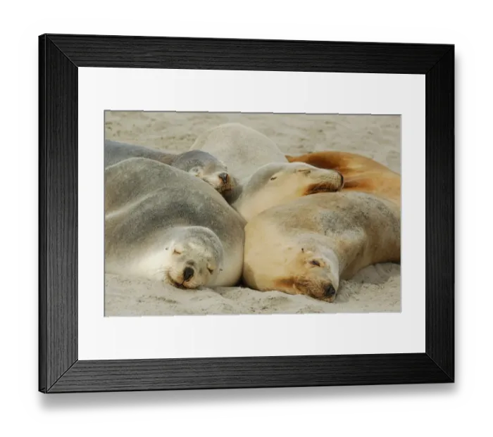 Framed Print : Australian Sealion (Neophoca cinerea) adult females, four basking together on beach, Seal Bay, Kangaroo Island, Australia Framed Print : Australian Sealion (Neophoca cinerea) adult females, four basking together on beach, Seal Bay, Kangaroo Island, Australia