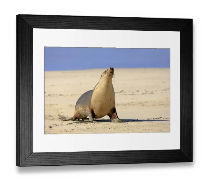 Framed Print : Australian Sealion (Neophoca cinerea) adult, walking on sandy beach, Kangaroo Island, South Australia Framed Print : Australian Sealion (Neophoca cinerea) adult, walking on sandy beach, Kangaroo Island, South Australia