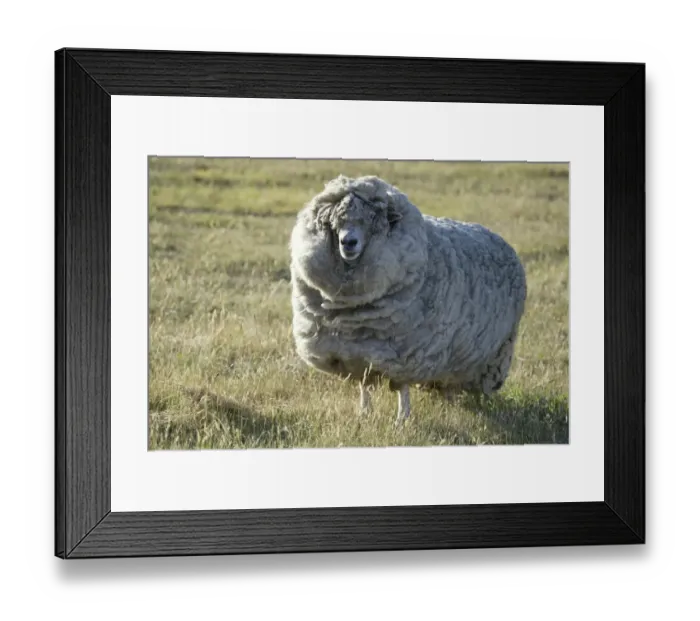 Framed Print : Merino Sheep Domestic animal - Australia Framed Print : Merino Sheep Domestic animal - Australia