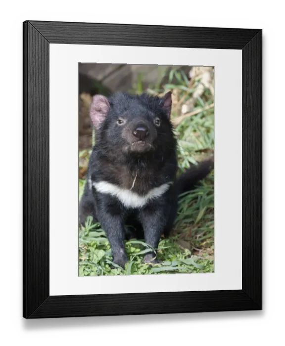 Framed Print : Tasmanian Devil (Sacrophilus harrisii) adult, sitting, Tasmania, Australia, captive Framed Print : Tasmanian Devil (Sacrophilus harrisii) adult, sitting, Tasmania, Australia, captive