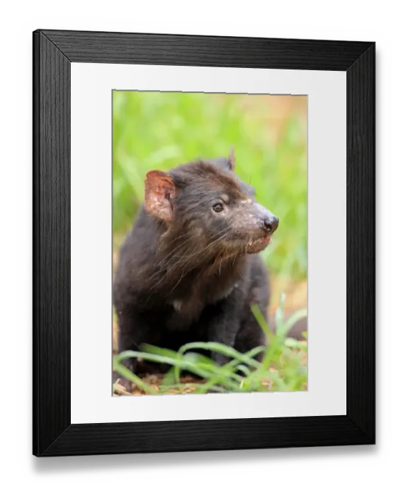 Framed Print : Tasmanian Devil (Sacrophilus harrisii) adult, close-up of head, South Australia, Australia