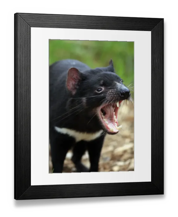 Framed Print : Tasmanian Devil (Sacrophilus harrisii) adult, close-up of head, with mouth open, South Australia, Australia Framed Print : Tasmanian Devil (Sacrophilus harrisii) adult, close-up of head, with mouth open, South Australia, Australia