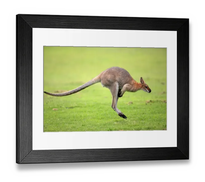 Framed Print : Agile Wallaby (Macropus agilis) adult, jumping, Australia Framed Print : Agile Wallaby (Macropus agilis) adult, jumping, Australia
