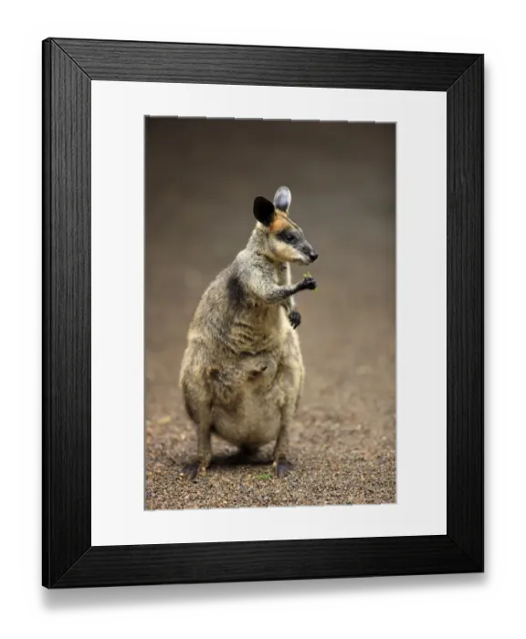 Framed Print : Whiptail Wallaby (Macropus parryi) adult, feeding, Lamington N. P. Queensland, Australia Framed Print : Whiptail Wallaby (Macropus parryi) adult, feeding, Lamington N. P. Queensland, Australia