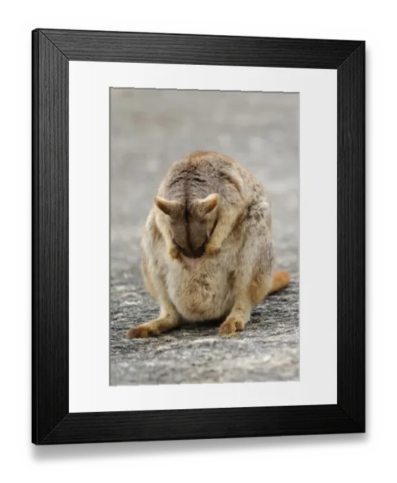 Framed Print : Mareeba Rock Wallaby (Petrogale mareeba) mother washing joey in pouch, Granite Gorge, Mareeba, Atherton Tablelands, Queensland, Australia, august