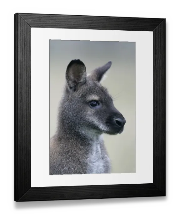 Framed Print : Red-necked Wallaby (Macropus rufogriseus) adult, close-up of head Framed Print : Red-necked Wallaby (Macropus rufogriseus) adult, close-up of head