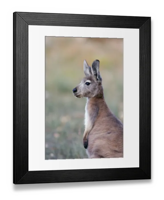 Framed Print : Common Wallaroo (Macropus robustus) adult, feeding, South Australia, Australia Framed Print : Common Wallaroo (Macropus robustus) adult, feeding, South Australia, Australia