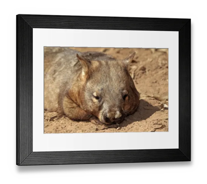 Framed Print : Southern Hairy-nosed Wombat (Lasiorhinus latifrons) adult, close-up of head, resting, South Australia, Australia Framed Print : Southern Hairy-nosed Wombat (Lasiorhinus latifrons) adult, close-up of head, resting, South Australia, Australia
