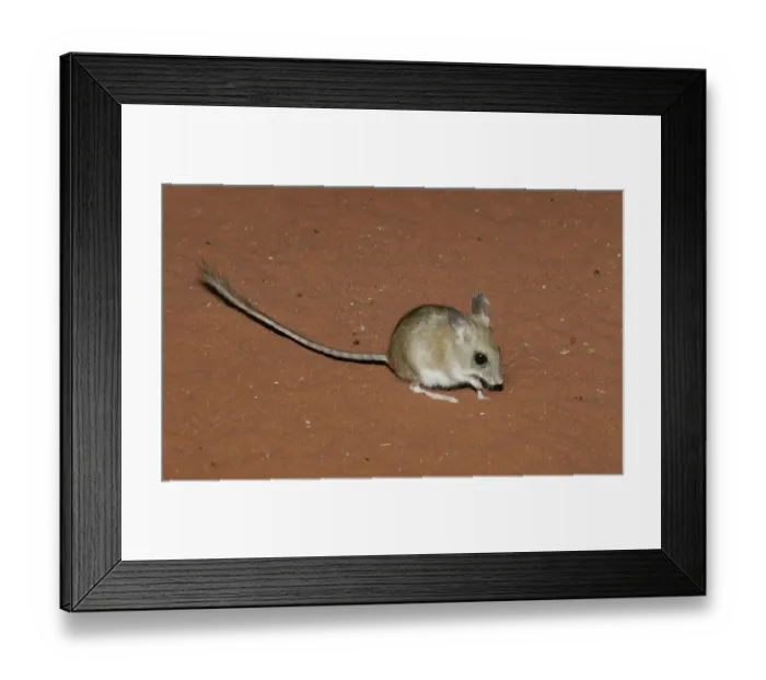 Framed Print : Spinifex Hopping Mouse (Notomys alexis) foraging on sand, Australia Framed Print : Spinifex Hopping Mouse (Notomys alexis) foraging on sand, Australia