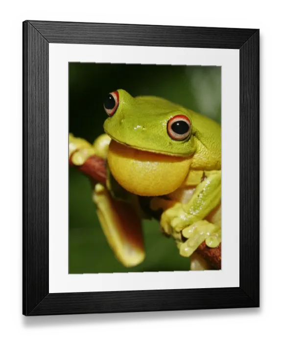 Framed Print : Red-eyed Treefrog (Litoria chloris) adult male, with inflated vocal sac, Queensland, Australia Framed Print : Red-eyed Treefrog (Litoria chloris) adult male, with inflated vocal sac, Queensland, Australia