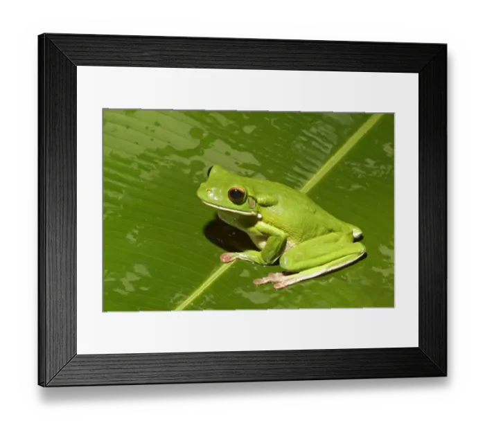 Framed Print : White-lipped Treefrog (Litoria infrafrenata) adult, sitting on leaf, Queensland, Australia Framed Print : White-lipped Treefrog (Litoria infrafrenata) adult, sitting on leaf, Queensland, Australia