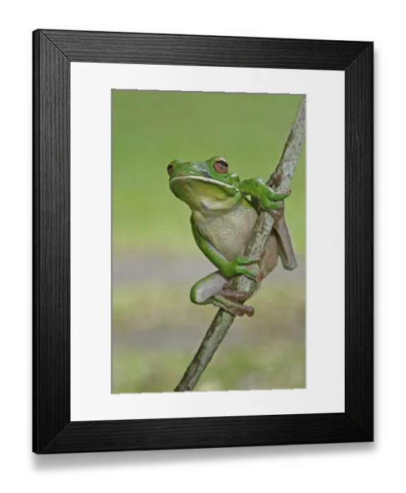 Framed Print : White-lipped Treefrog (Litoria infrafrenata) adult, on vine stem, Queensland, Australia Framed Print : White-lipped Treefrog (Litoria infrafrenata) adult, on vine stem, Queensland, Australia