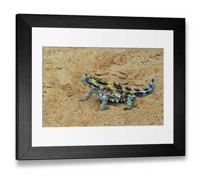 Framed Print : Thorny Devil (Moloch horridus) on sand, Kalbarri, Western Australia Framed Print : Thorny Devil (Moloch horridus) on sand, Kalbarri, Western Australia