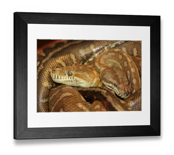 Framed Print : Bredls Carpet Python (Morelia bredli) two adults, close-up of heads, coiled together, Outback, Northern Territory