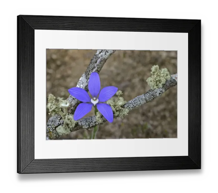 Framed Print : Blue China Orchid (Cyanicula gemmata) Flowering, Dryandra, Western Australia Framed Print : Blue China Orchid (Cyanicula gemmata) Flowering, Dryandra, Western Australia