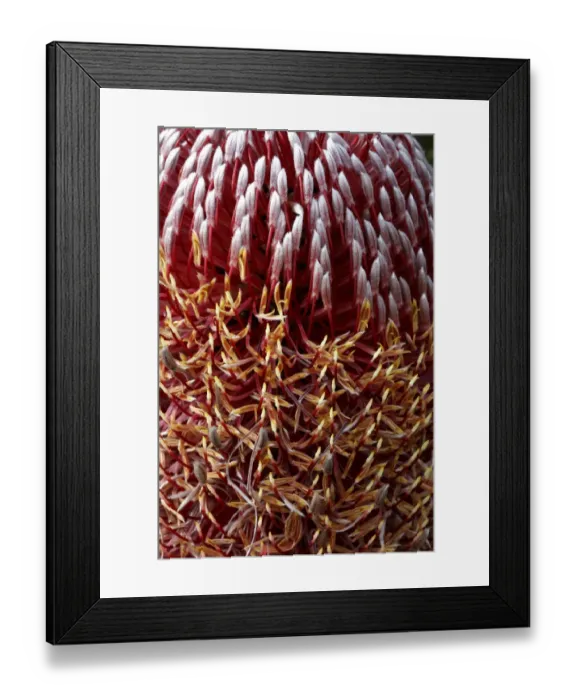 Framed Print : Fireweed Banksia (Banksia menziesii) flowering, close-up, Western Australia Framed Print : Fireweed Banksia (Banksia menziesii) flowering, close-up, Western Australia