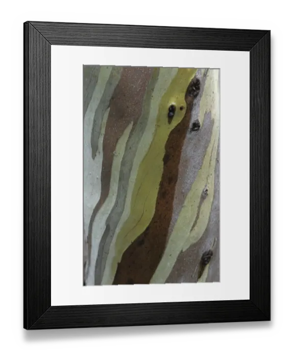 Framed Print : Snow Gum (Eucalyptus niphophylla) close-up of bark pattern, Tasmania, Australia Framed Print : Snow Gum (Eucalyptus niphophylla) close-up of bark pattern, Tasmania, Australia