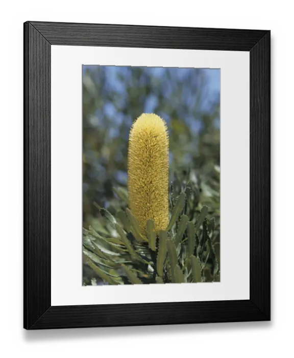 Framed Print : Slender Banksia (Banksia attenuata) close-up of flower, Australia