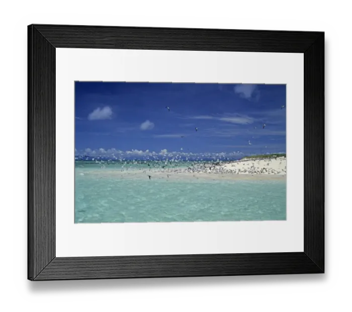 Framed Print : Seabirds in flight over sea, Michaelmas Cay, Great Barrier Reef, Queensland, Australia