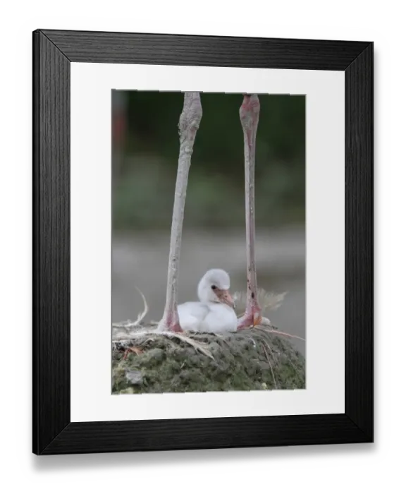 Framed Print : Caribbean Flamingo (Phoenicopterus ruber) three-day old chick, sitting on nest between legs of adult (captive) Framed Print : Caribbean Flamingo (Phoenicopterus ruber) three-day old chick, sitting on nest between legs of adult (captive)