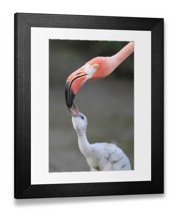 Framed Print : Caribbean Flamingo (Phoenicopterus ruber) adult, close-up of head, feeding three-day old chick (captive) Framed Print : Caribbean Flamingo (Phoenicopterus ruber) adult, close-up of head, feeding three-day old chick (captive)