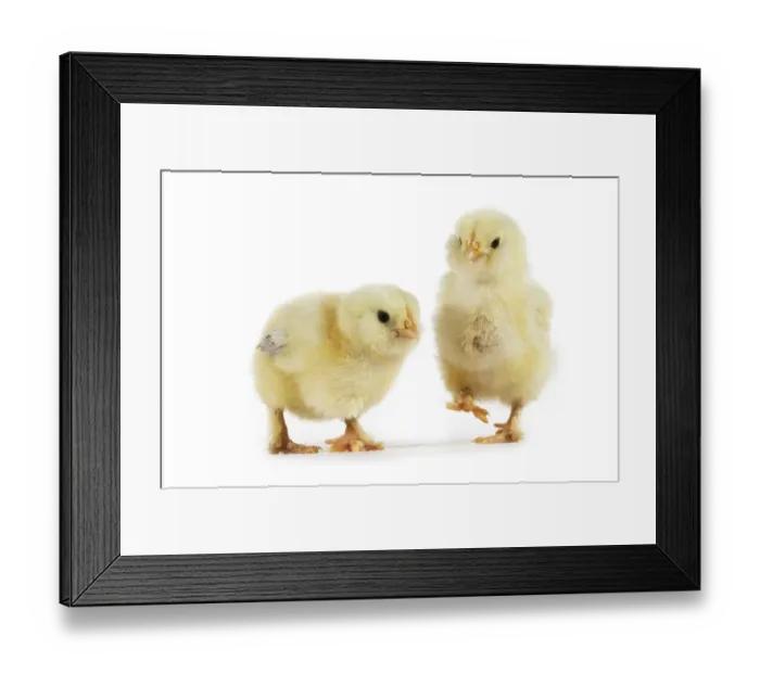 Framed Print : Domestic Chicken, two young chicks, standing