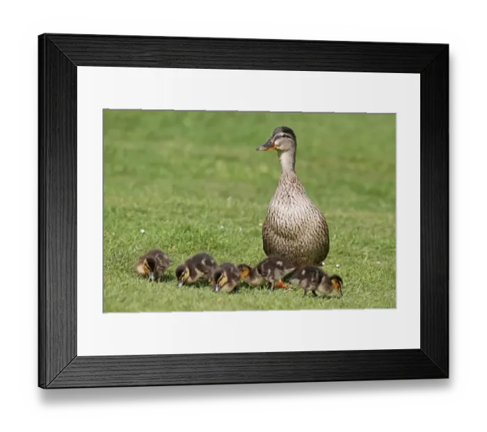 Framed Print : Mallard Duck (Anas platyrhynchos) adult female with day-old ducklings, feeding on grass, West Sussex, England, april Framed Print : Mallard Duck (Anas platyrhynchos) adult female with day-old ducklings, feeding on grass, West Sussex, England, april