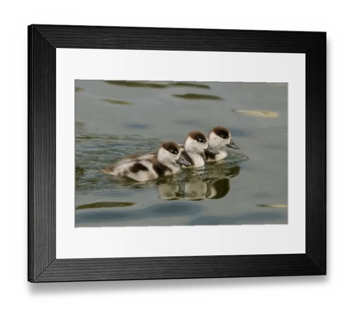 Framed Print : Common Shelduck (Tadorna tadorna) three ducklings, swimming together, Slimbridge, Gloucestershire, England Framed Print : Common Shelduck (Tadorna tadorna) three ducklings, swimming together, Slimbridge, Gloucestershire, England