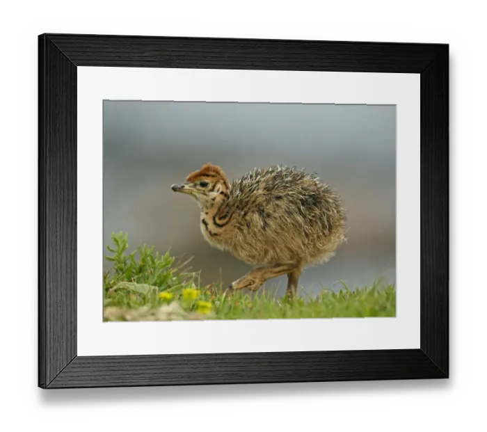 Framed Print : Ostrich (Struthio camelus) chick, recently hatched, Cape of Good Hope, Cape Peninsula, South Africa Framed Print : Ostrich (Struthio camelus) chick, recently hatched, Cape of Good Hope, Cape Peninsula, South Africa